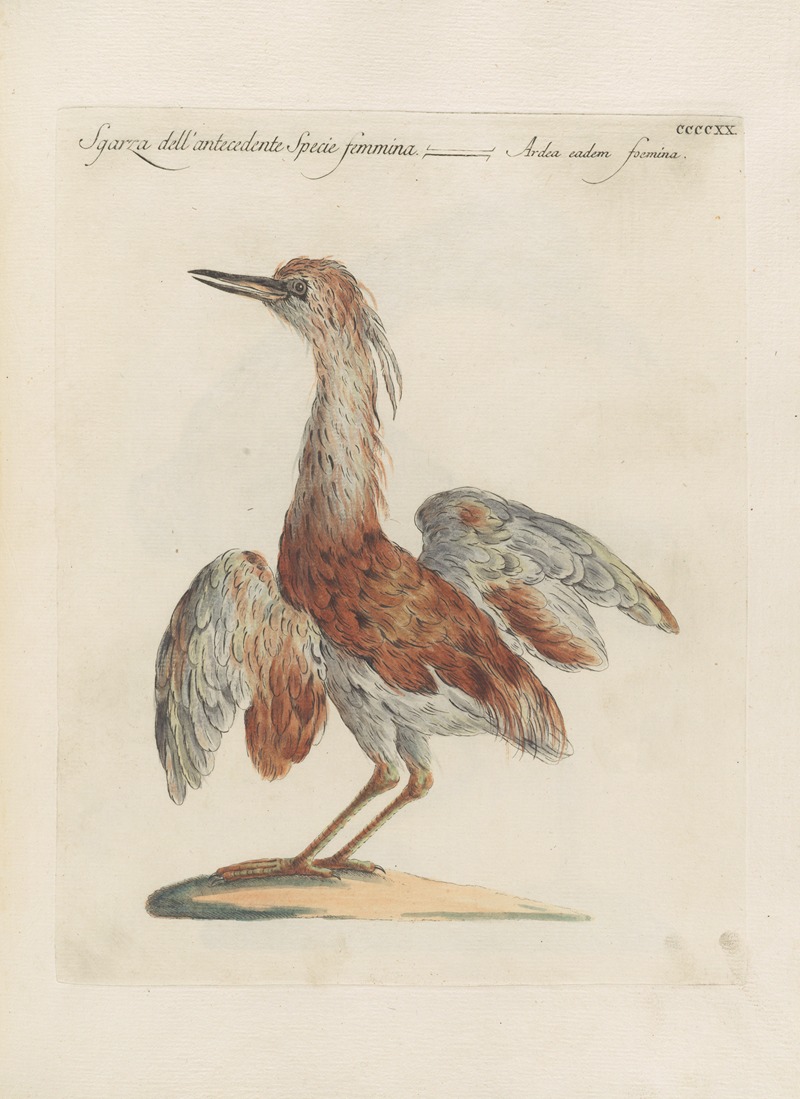 Ornithologia methodice digesta Pl.402 by Saverio Manetti, 1767-1776 — digital art print download