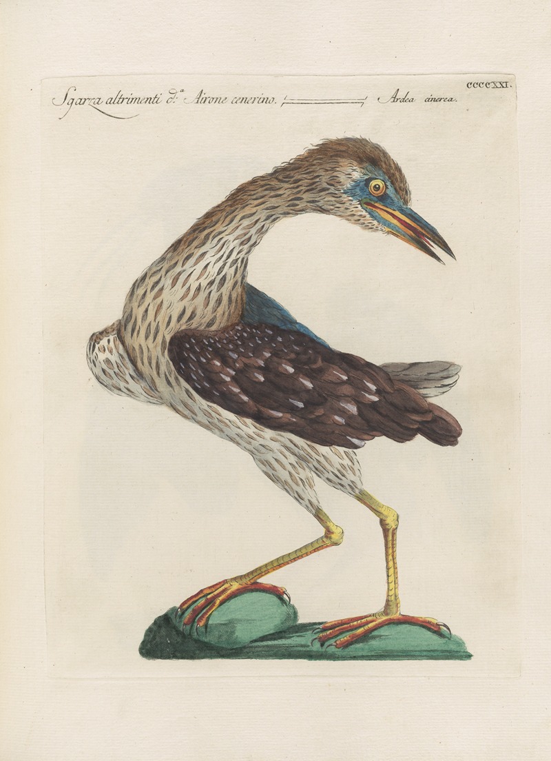Ornithologia methodice digesta Pl.403 by Saverio Manetti, 1767-1776 — digital art print download