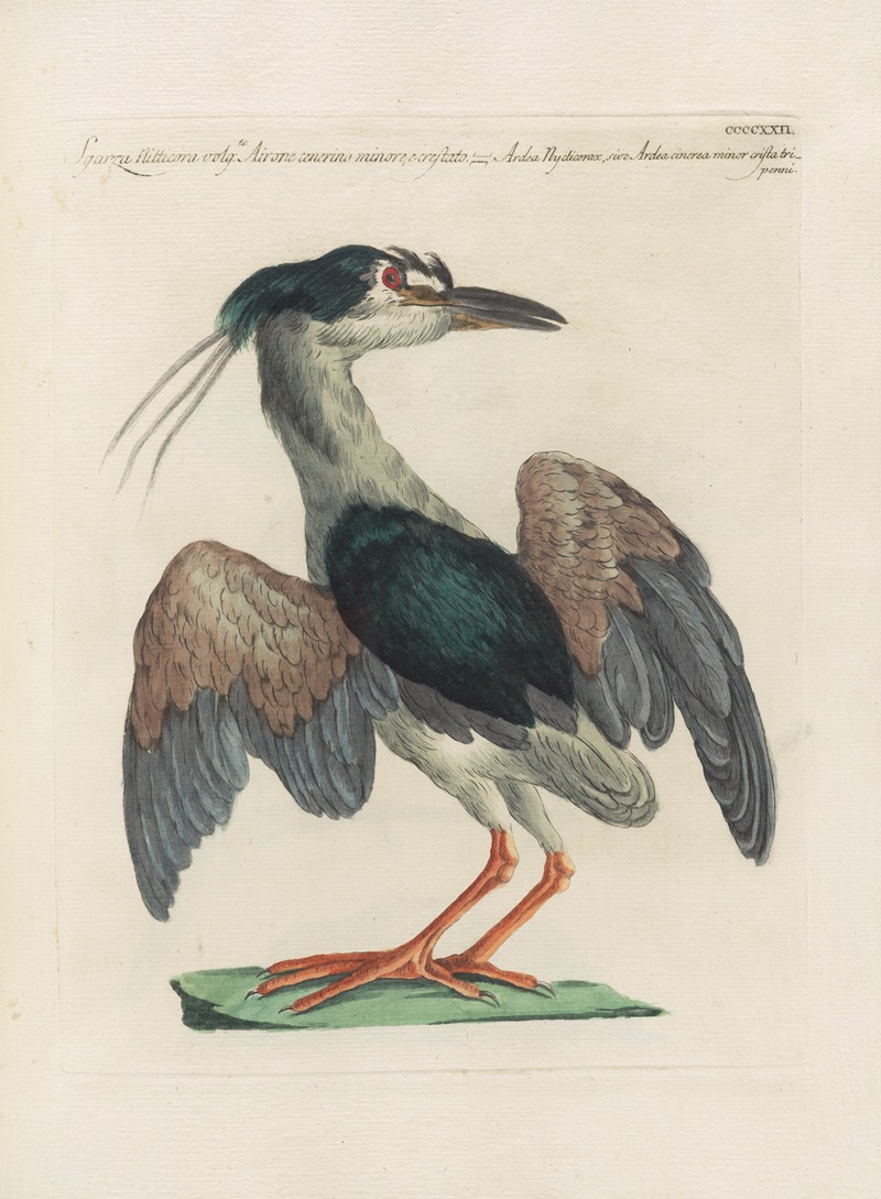 Ornithologia methodice digesta Pl.404 by Saverio Manetti, 1767-1776 — digital art print download