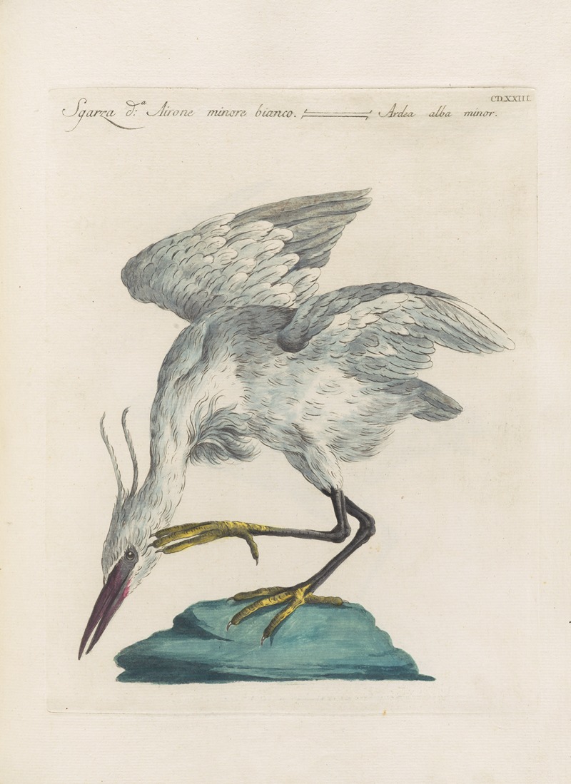 Ornithologia methodice digesta Pl.405 by Saverio Manetti, 1767-1776 — digital art print download