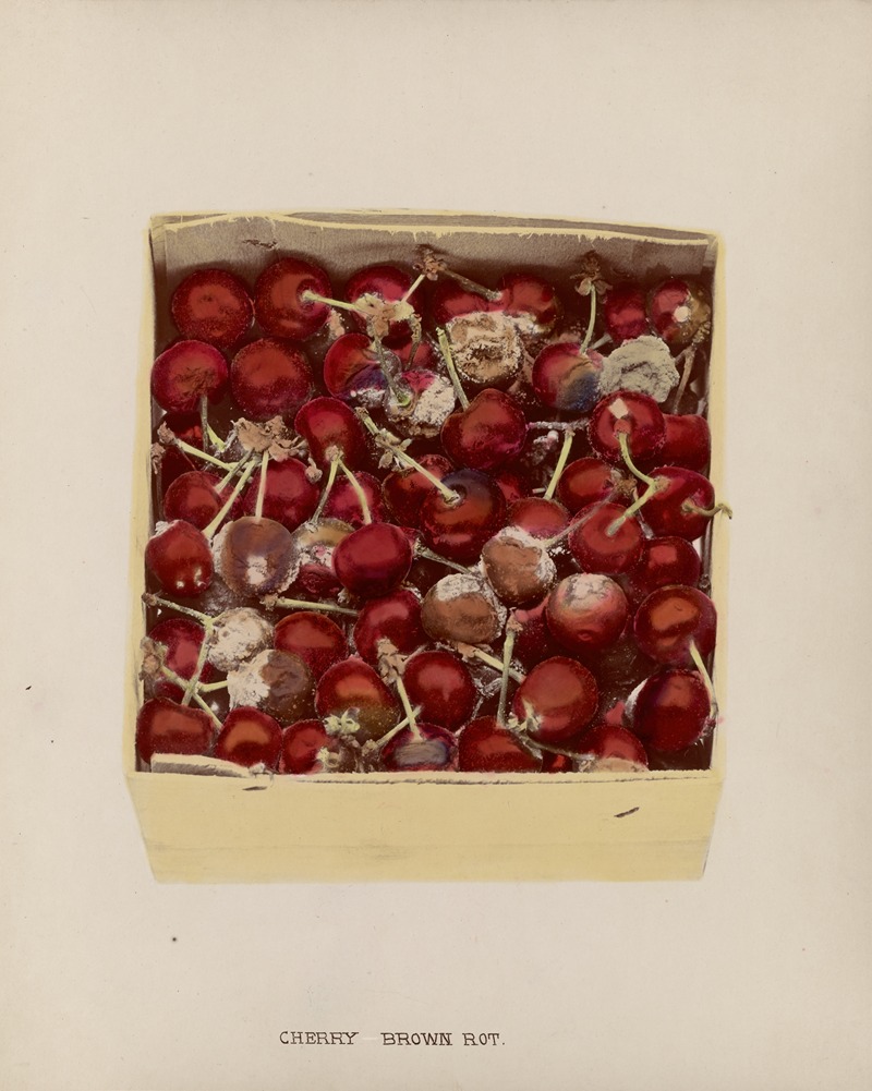 Cherry Brown rot by U.S. Bureau of Plant Industry, 1920 — digital art print download