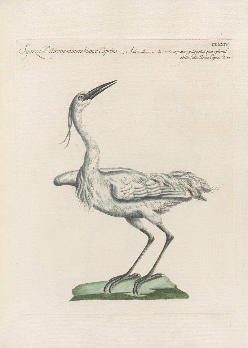 Ornithologia methodice digesta Pl.406 by Saverio Manetti, 1767-1776 — digital art print download