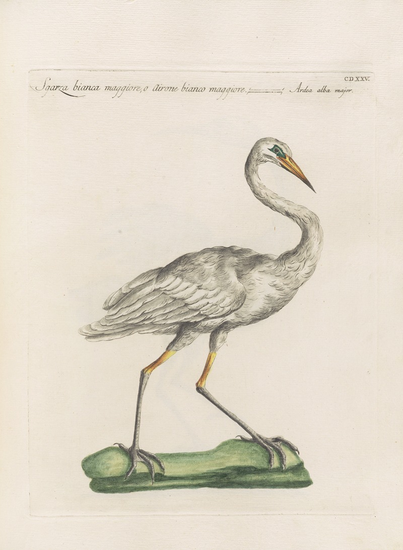 Ornithologia methodice digesta Pl.407 by Saverio Manetti, 1767-1776 — digital art print download