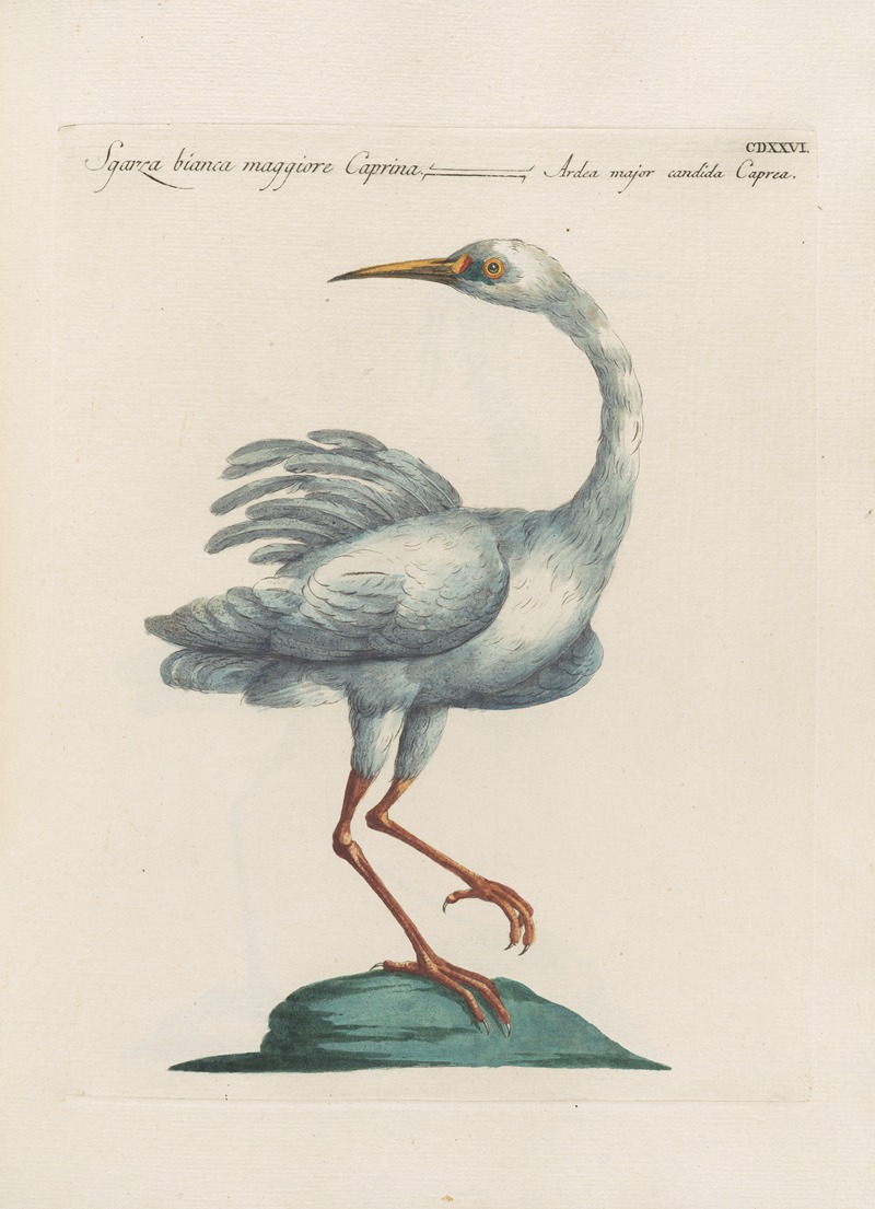 Ornithologia methodice digesta Pl.408 by Saverio Manetti, 1767-1776 — digital art print download