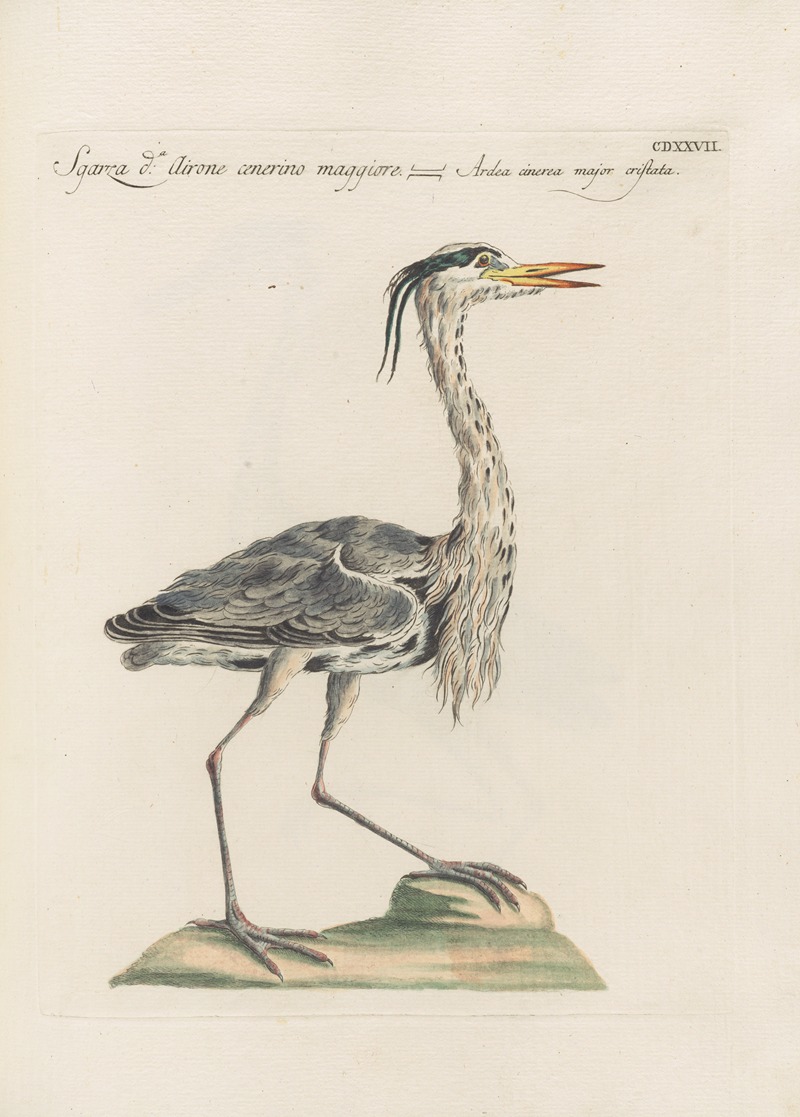 Ornithologia methodice digesta Pl.409 by Saverio Manetti, 1767-1776 — digital art print download