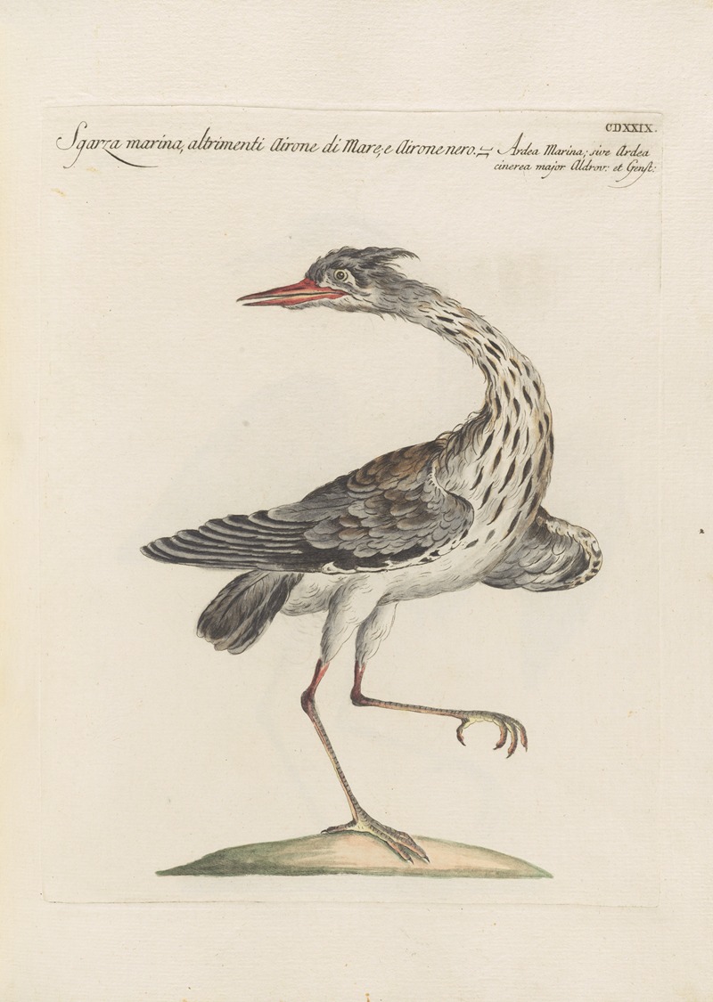 Ornithologia methodice digesta Pl.411 by Saverio Manetti, 1767-1776 — digital art print download