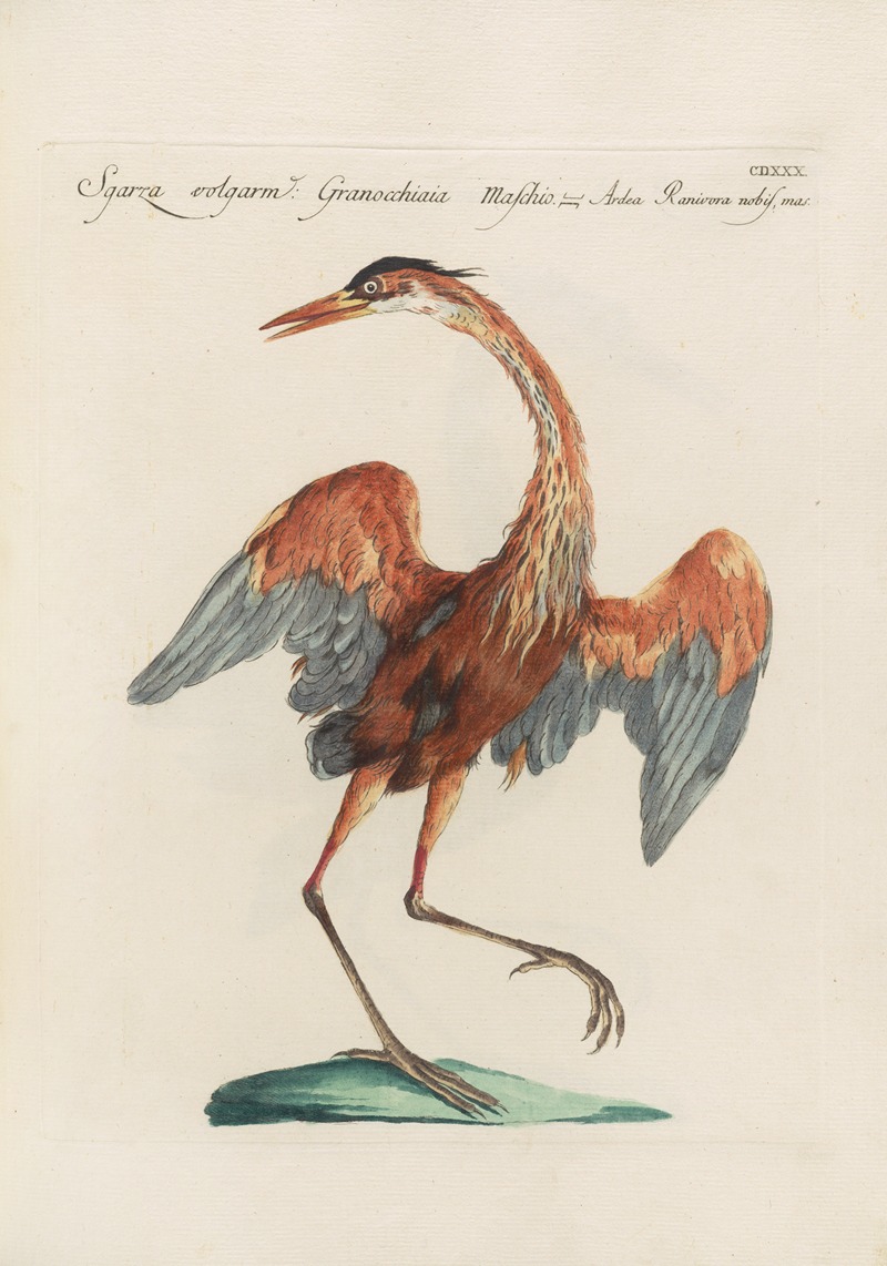 Ornithologia methodice digesta Pl.412 by Saverio Manetti, 1767-1776 — digital art print download
