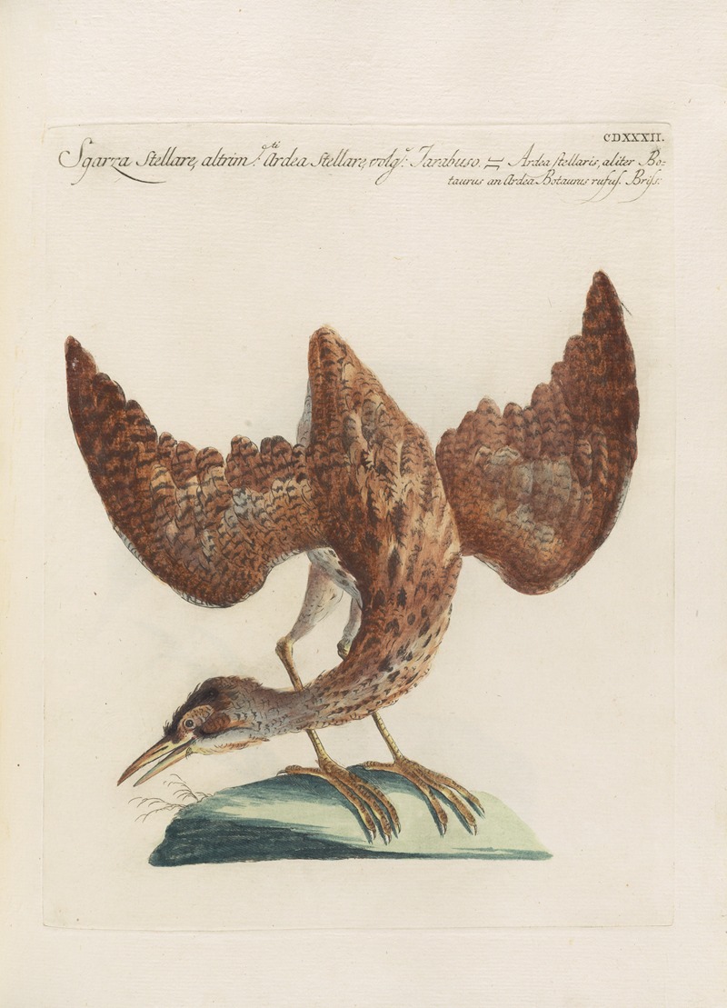 Ornithologia methodice digesta Pl.414 by Saverio Manetti, 1767-1776 — digital art print download