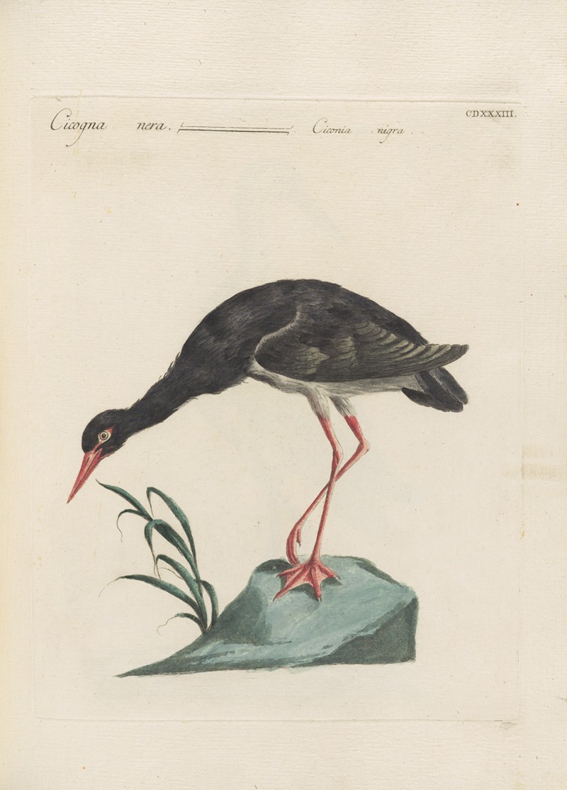 Ornithologia methodice digesta Pl.415 by Saverio Manetti, 1767-1776 — digital art print download