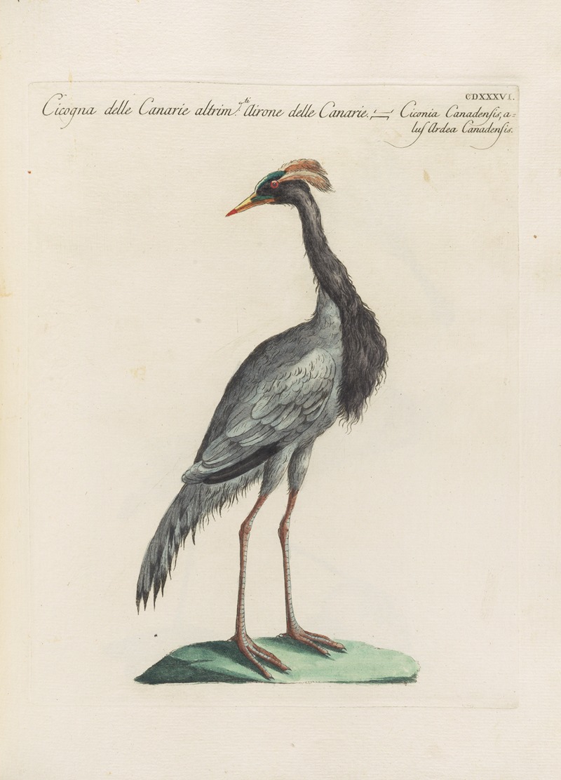Ornithologia methodice digesta Pl.418 by Saverio Manetti, 1767-1776 — digital art print download