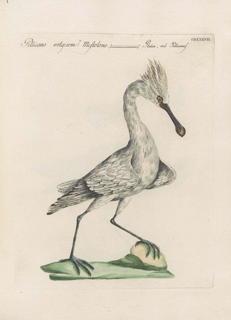 Ornithologia methodice digesta Pl.419 by Saverio Manetti, 1767-1776 — digital art print download