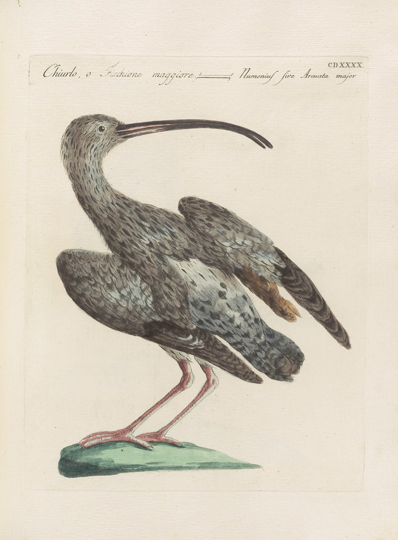 Ornithologia methodice digesta Pl.422 by Saverio Manetti, 1767-1776 — digital art print download