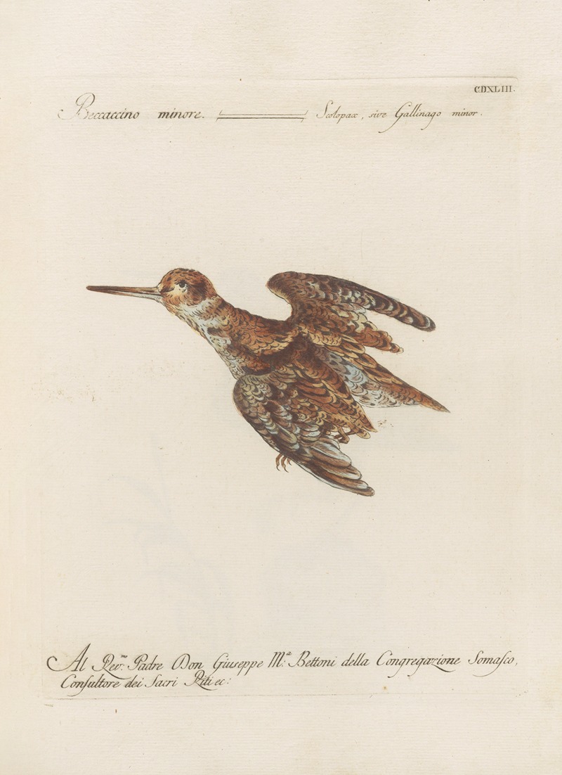 Ornithologia methodice digesta Pl.425 by Saverio Manetti, 1767-1776 — digital art print download