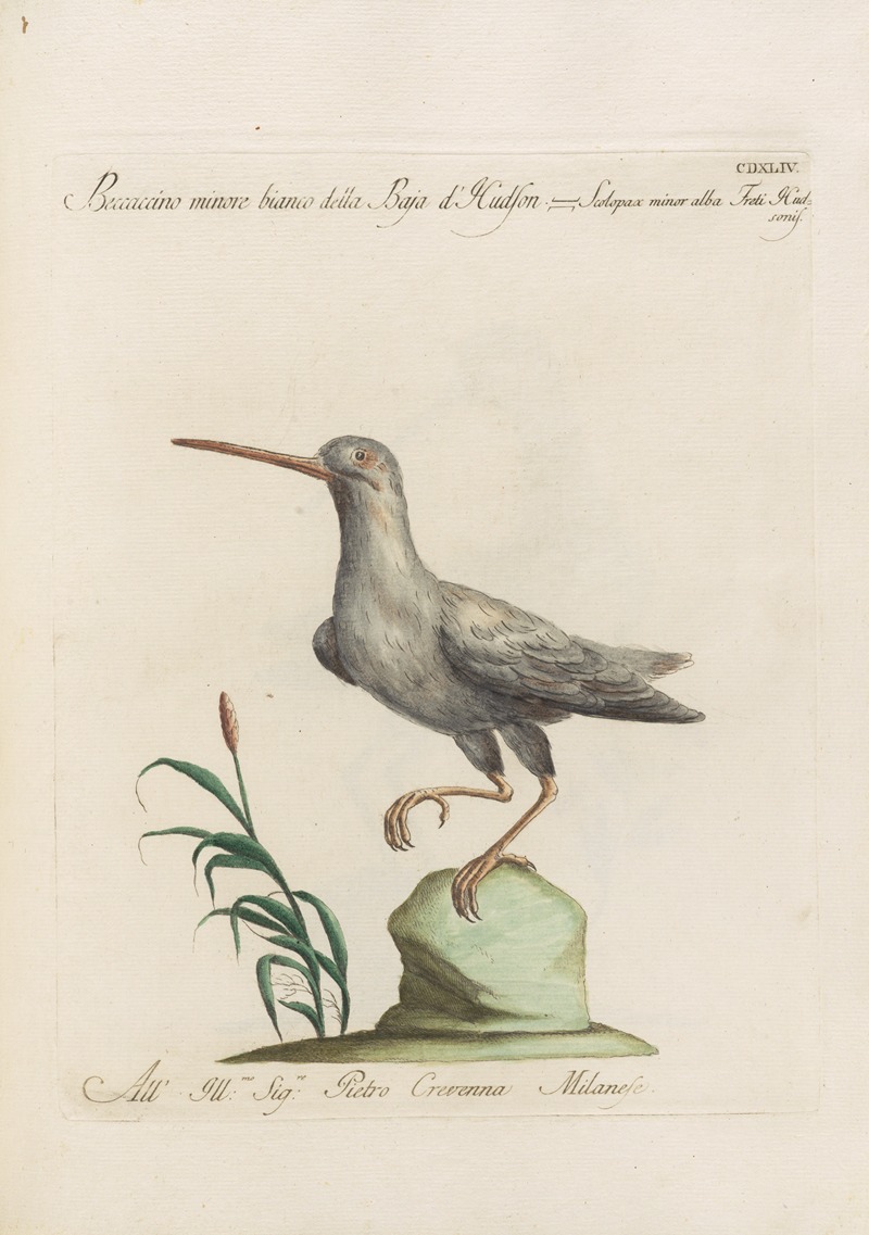 Ornithologia methodice digesta Pl.426 by Saverio Manetti, 1767-1776 — digital art print download