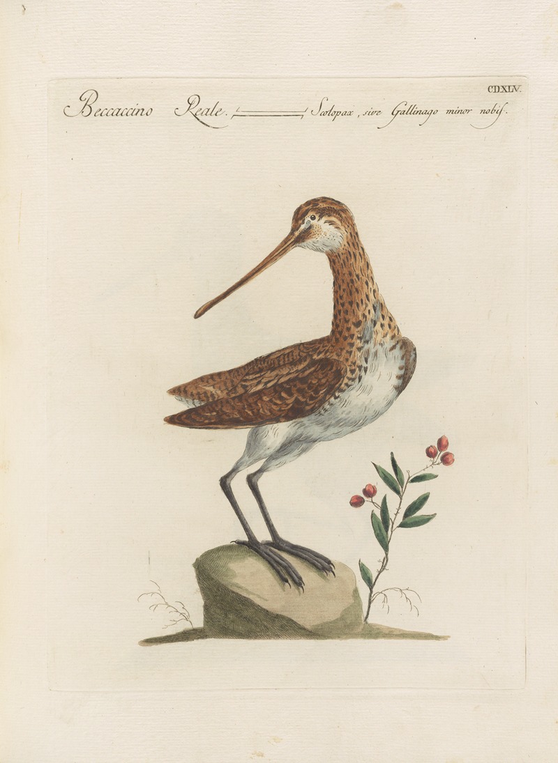 Ornithologia methodice digesta Pl.427 by Saverio Manetti, 1767-1776 — digital art print download