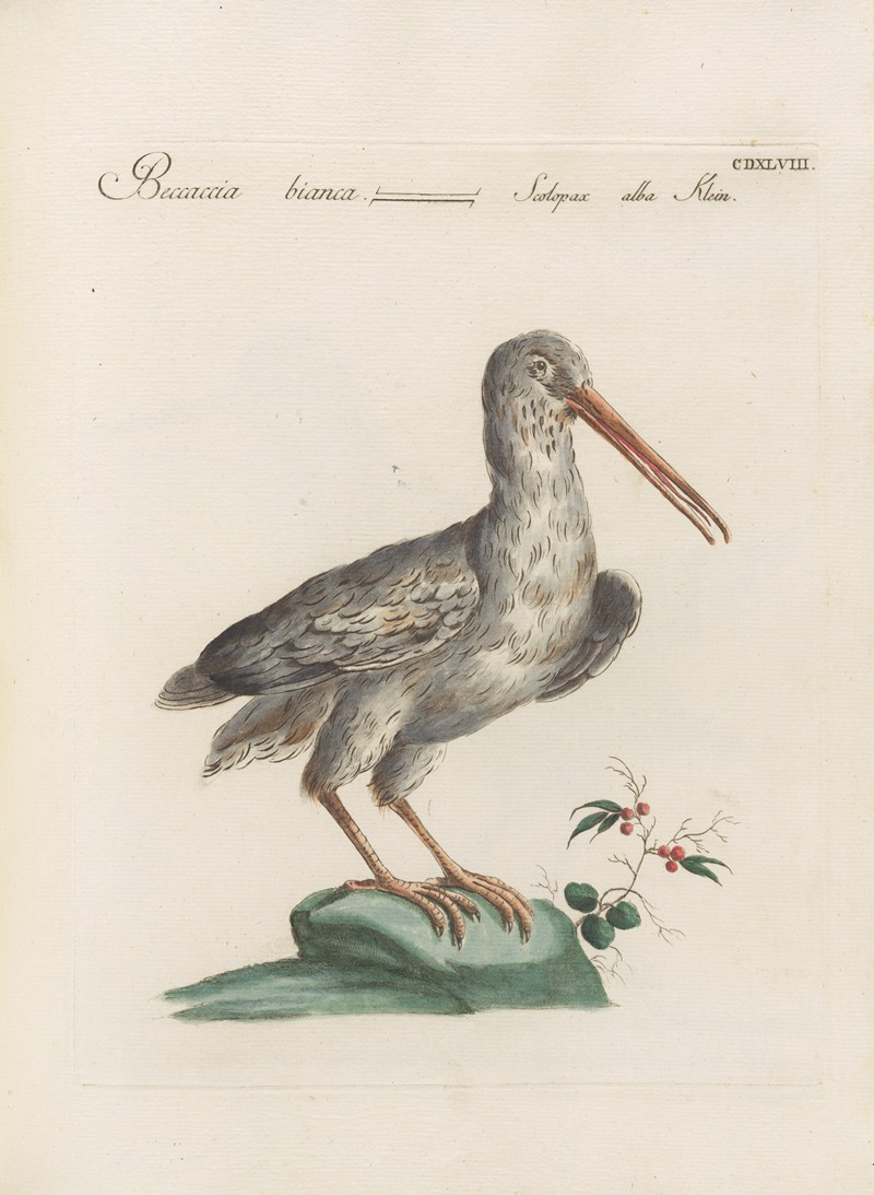 Ornithologia methodice digesta Pl.430 by Saverio Manetti, 1767-1776 — digital art print download