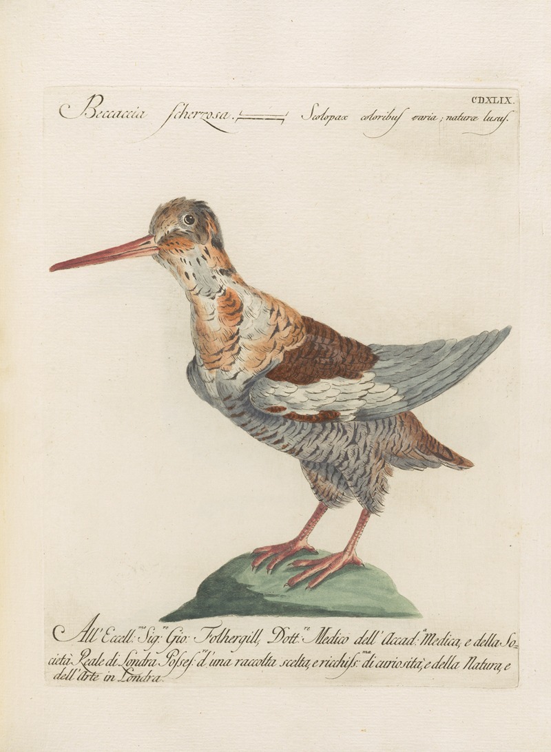 Ornithologia methodice digesta Pl.431 by Saverio Manetti, 1767-1776 — digital art print download