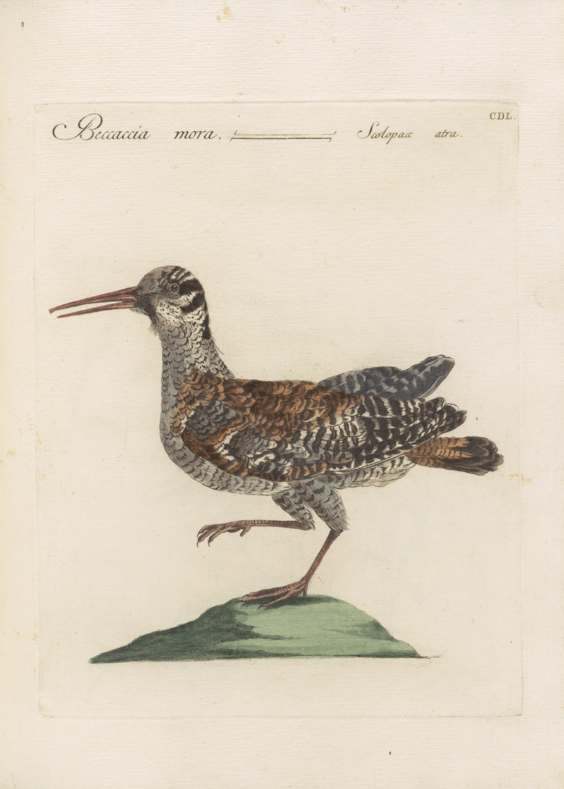Ornithologia methodice digesta Pl.432 by Saverio Manetti, 1767-1776 — digital art print download