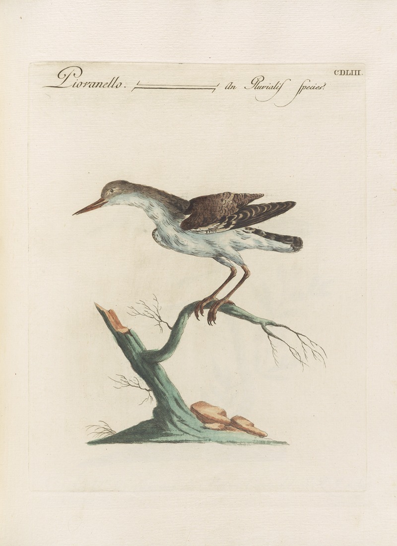 Ornithologia methodice digesta Pl.435 by Saverio Manetti, 1767-1776 — digital art print download