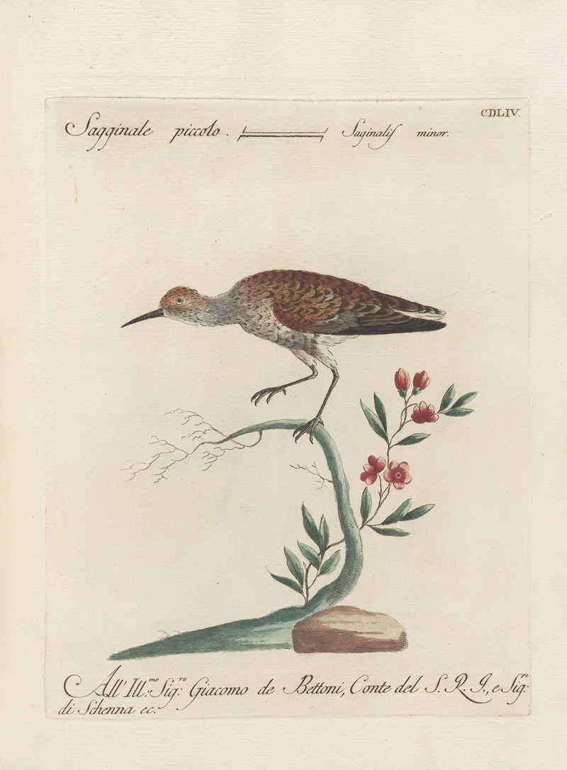 Ornithologia methodice digesta Pl.436 by Saverio Manetti, 1767-1776 — digital art print download