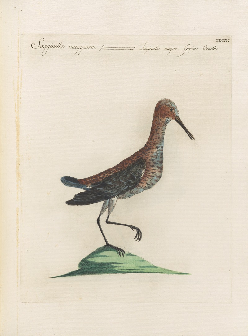 Ornithologia methodice digesta Pl.437 by Saverio Manetti, 1767-1776 — digital art print download
