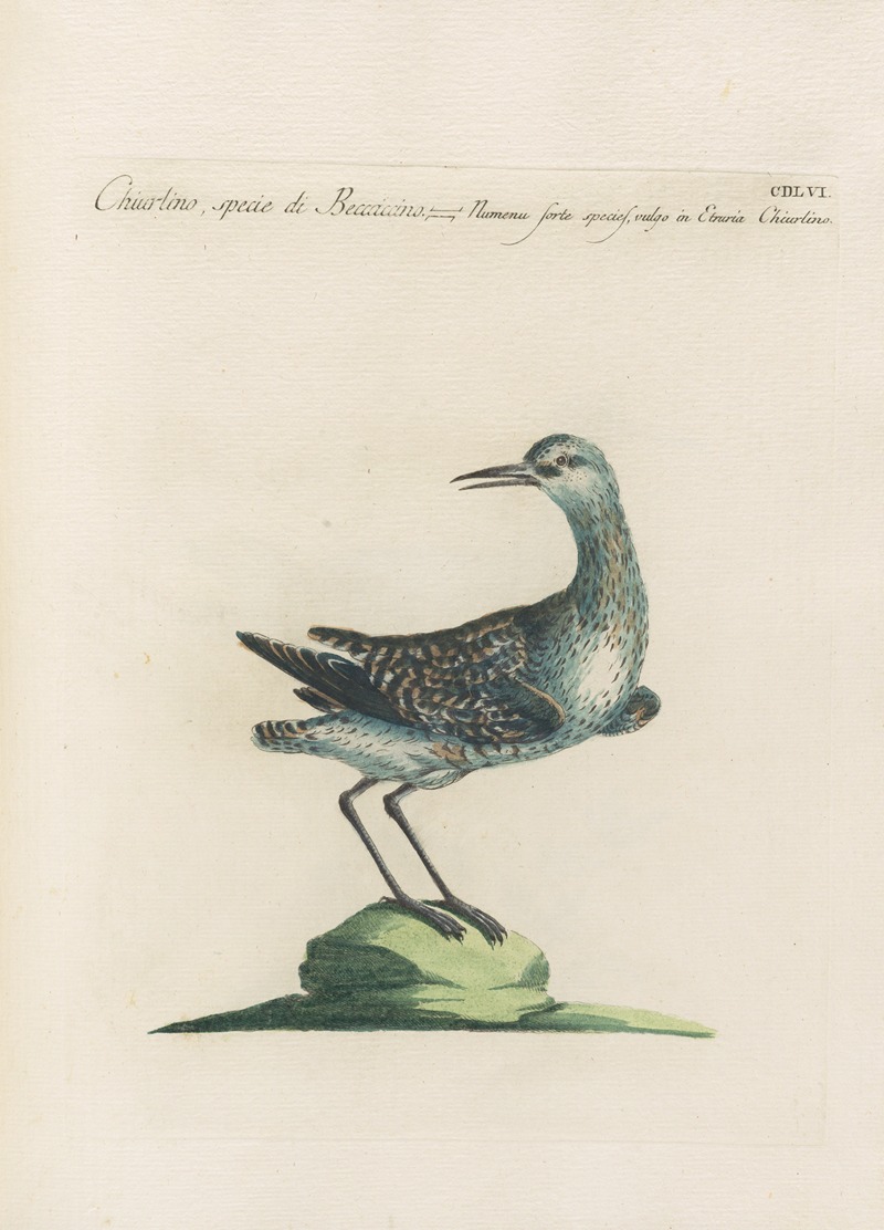 Ornithologia methodice digesta Pl.438 by Saverio Manetti, 1767-1776 — digital art print download