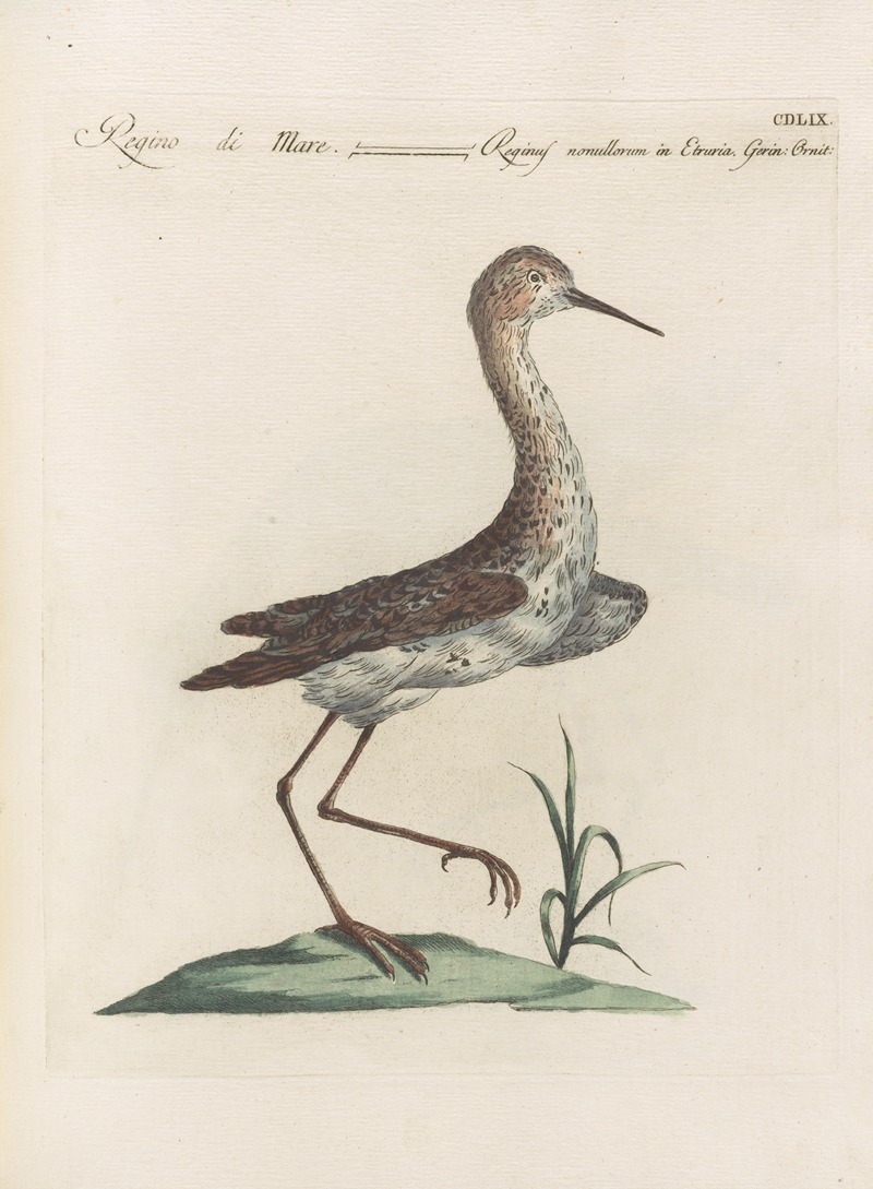 Ornithologia methodice digesta Pl.441 by Saverio Manetti, 1767-1776 — digital art print download