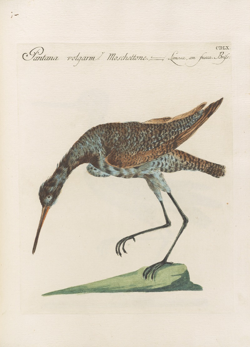 Ornithologia methodice digesta Pl.442 by Saverio Manetti, 1767-1776 — digital art print download