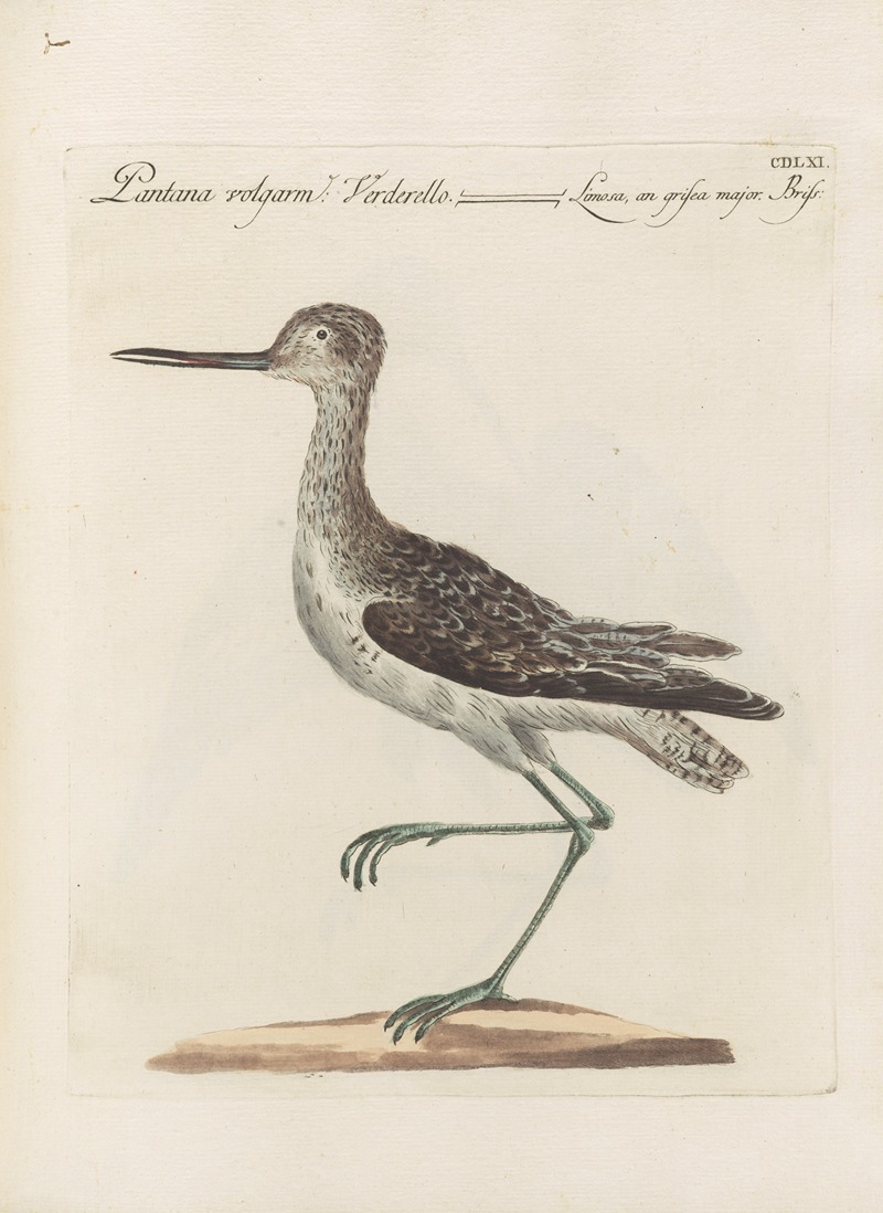 Ornithologia methodice digesta Pl.443 by Saverio Manetti, 1767-1776 — digital art print download