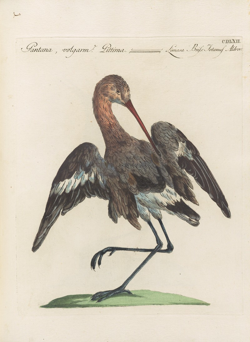Ornithologia methodice digesta Pl.444 by Saverio Manetti, 1767-1776 — digital art print download