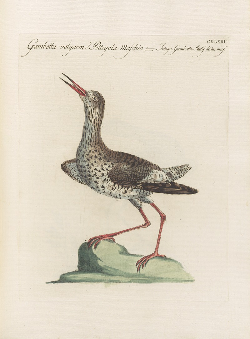 Ornithologia methodice digesta Pl.445 by Saverio Manetti, 1767-1776 — digital art print download