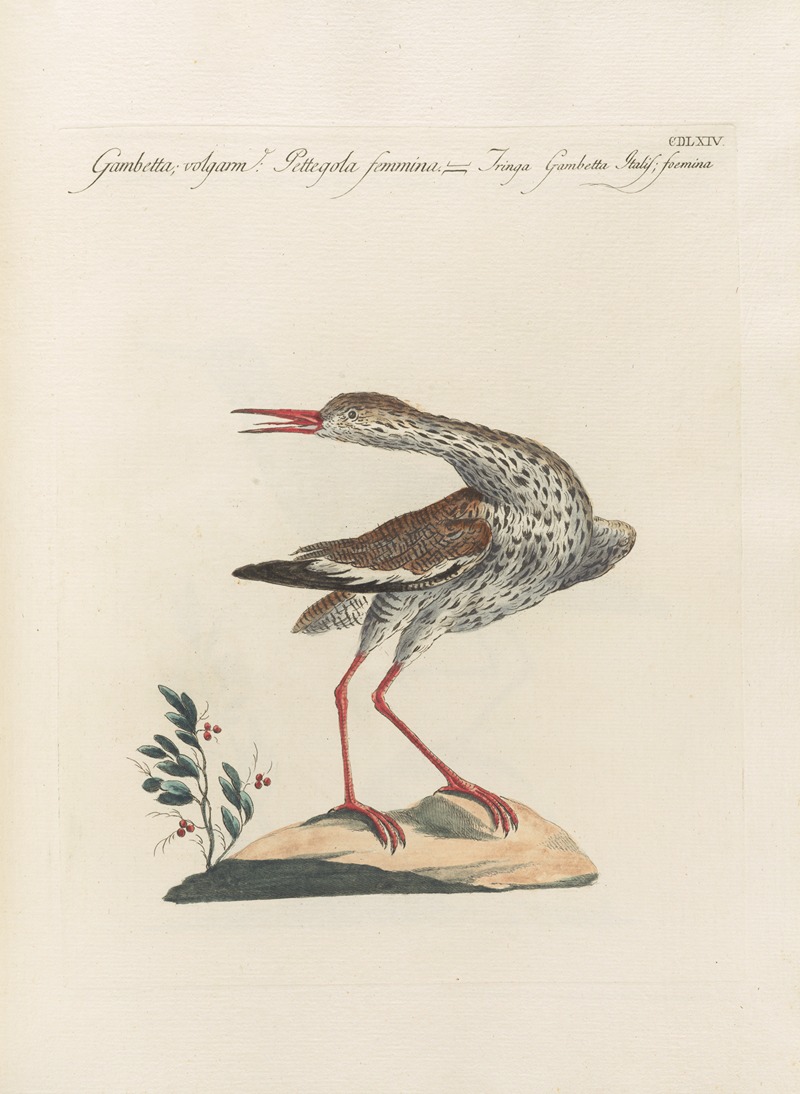 Ornithologia methodice digesta Pl.446 by Saverio Manetti, 1767-1776 — digital art print download