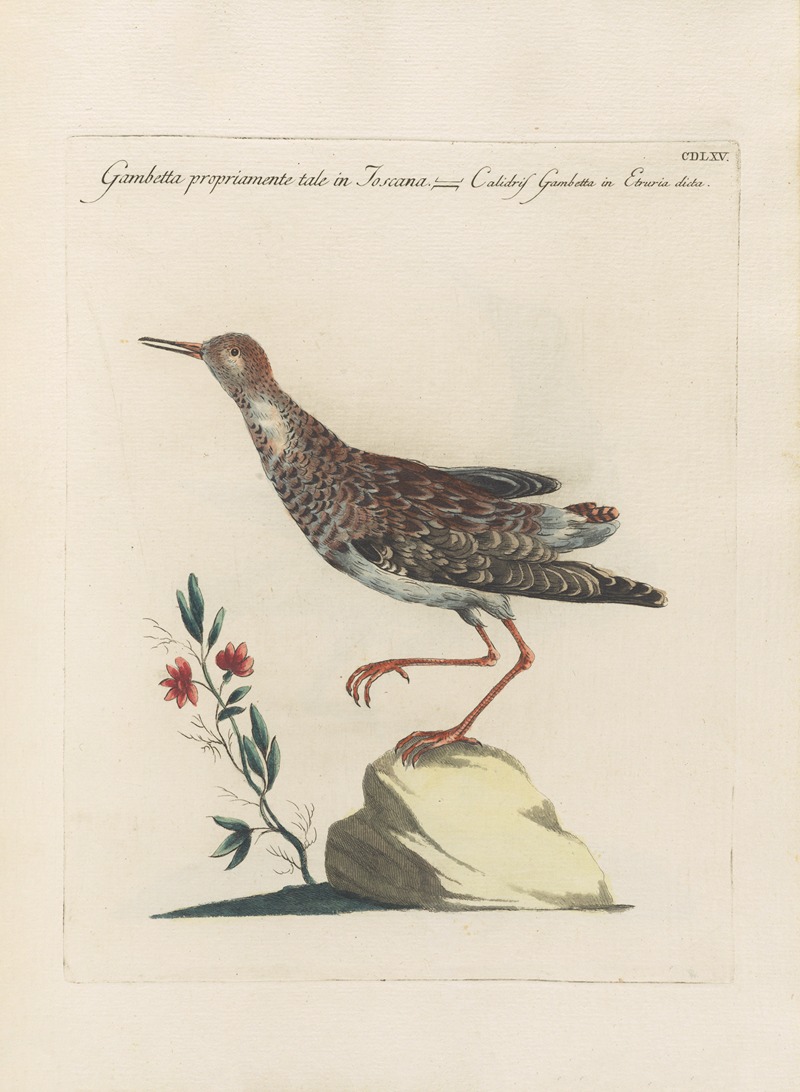Ornithologia methodice digesta Pl.447 by Saverio Manetti, 1767-1776 — digital art print download