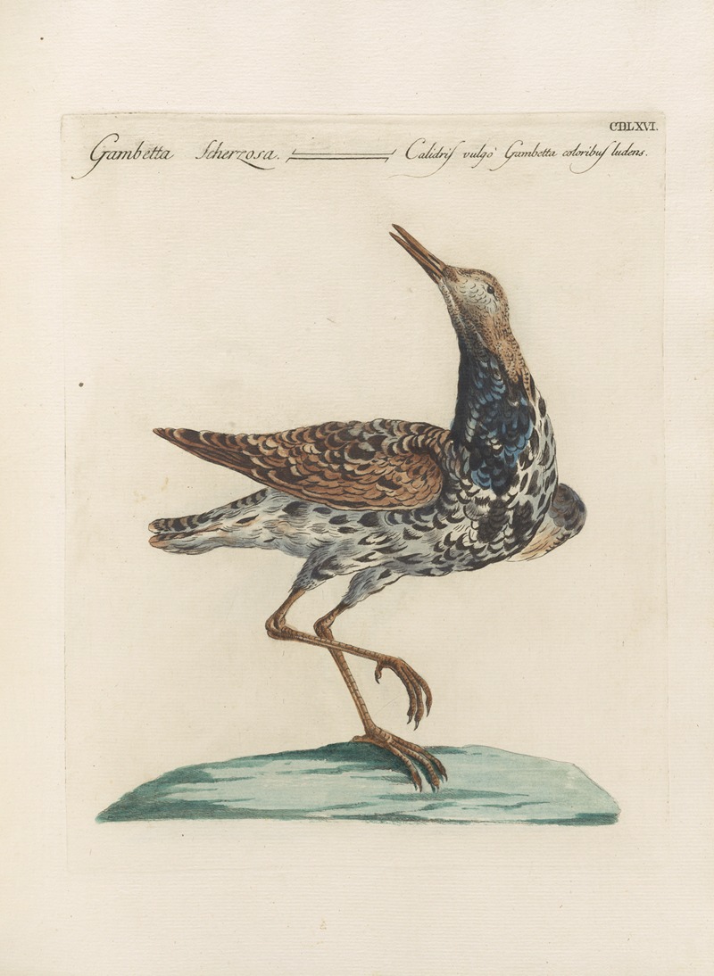 Ornithologia methodice digesta Pl.448 by Saverio Manetti, 1767-1776 — digital art print download