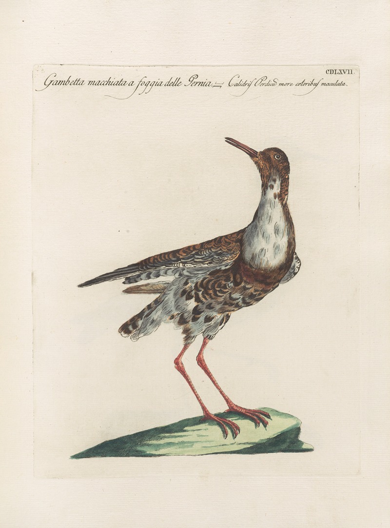 Ornithologia methodice digesta Pl.449 by Saverio Manetti, 1767-1776 — digital art print download
