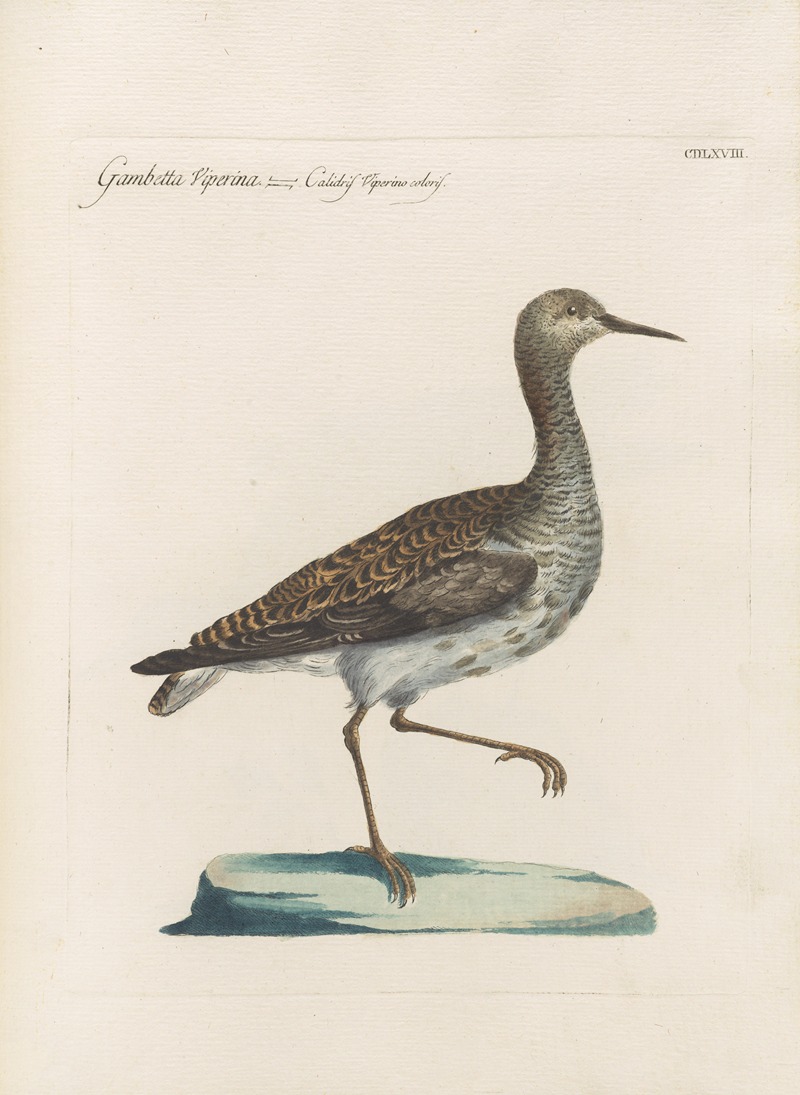 Ornithologia methodice digesta Pl.450 by Saverio Manetti, 1767-1776 — digital art print download