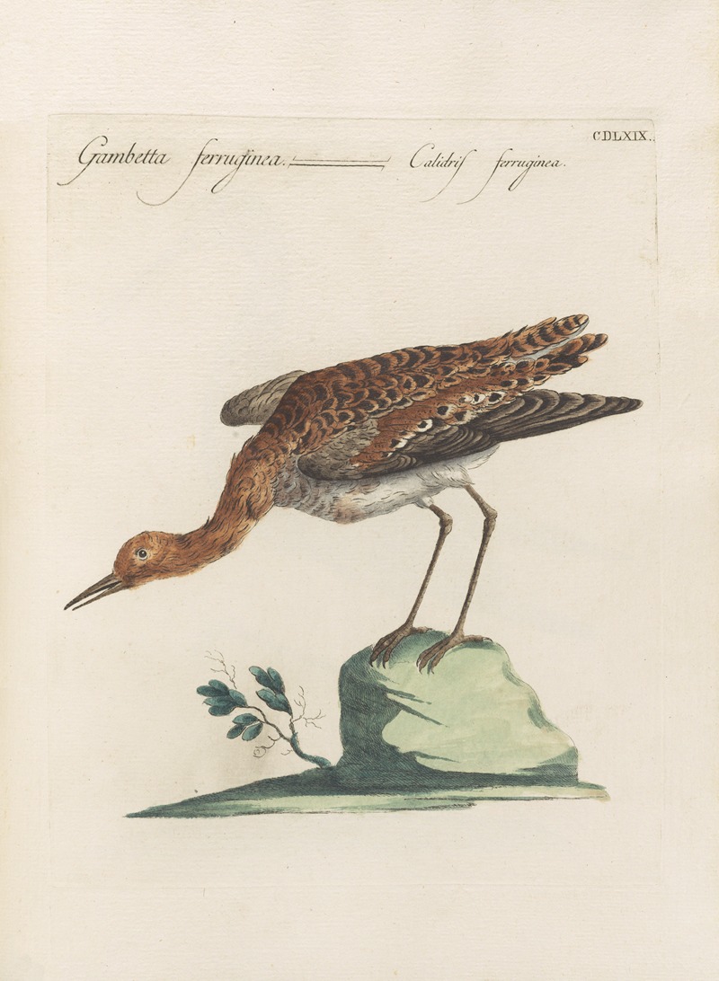 Ornithologia methodice digesta Pl.451 by Saverio Manetti, 1767-1776 — digital art print download