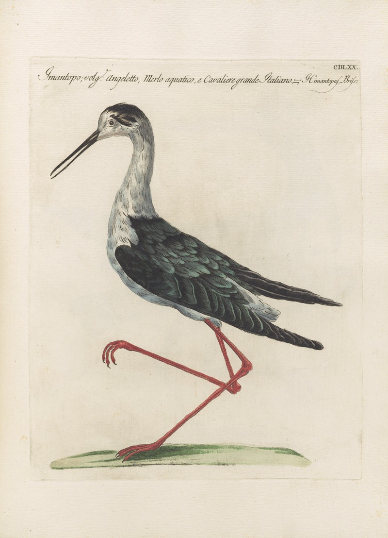 Ornithologia methodice digesta Pl.452 by Saverio Manetti, 1767-1776 — digital art print download