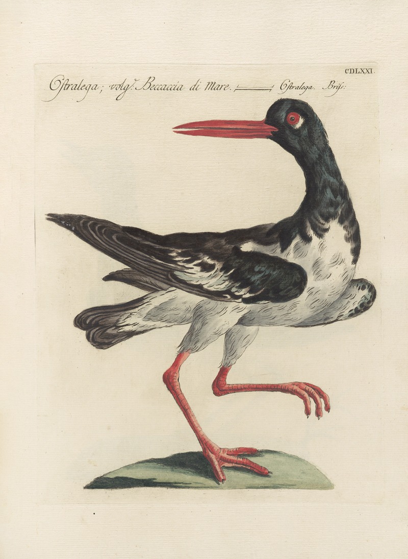 Ornithologia methodice digesta Pl.453 by Saverio Manetti, 1767-1776 — digital art print download
