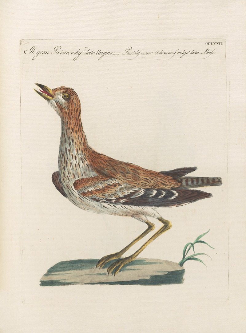 Ornithologia methodice digesta Pl.454 by Saverio Manetti, 1767-1776 — digital art print download
