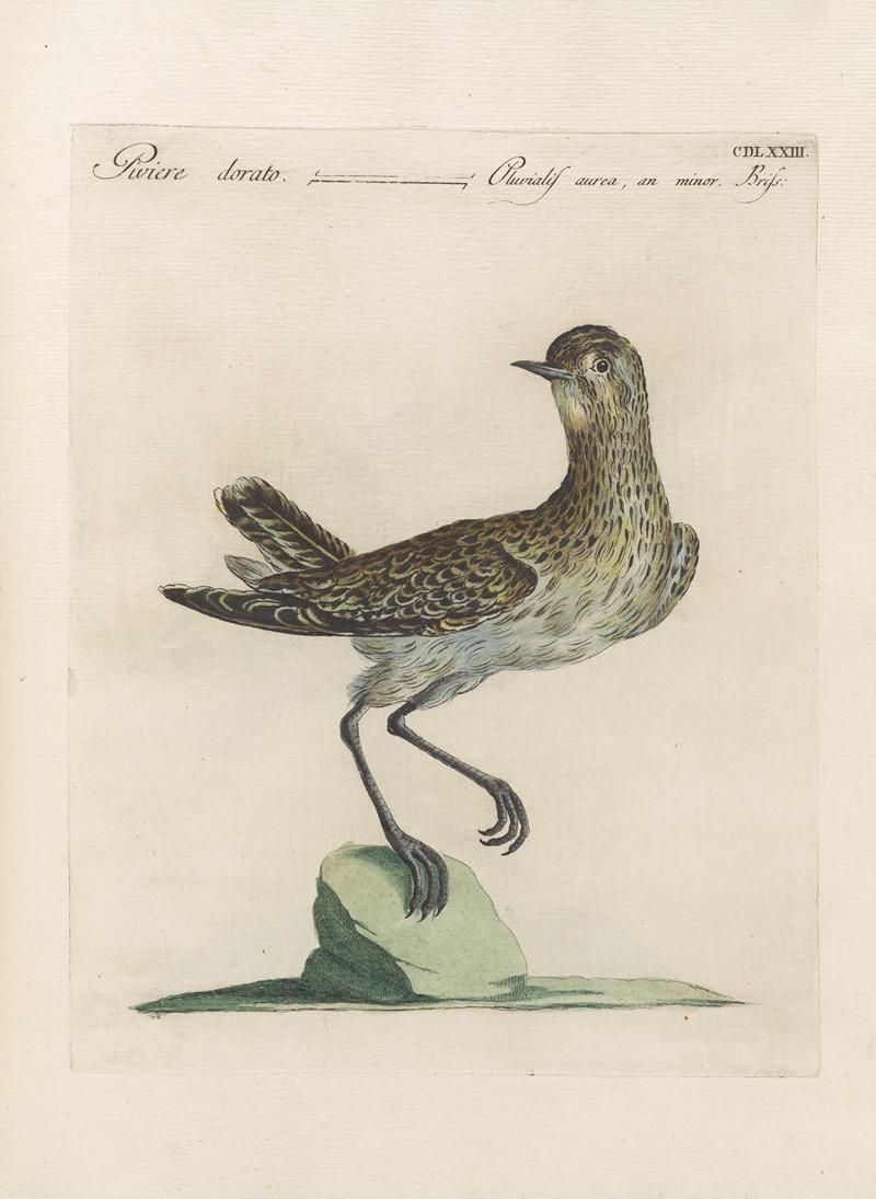 Ornithologia methodice digesta Pl.455 by Saverio Manetti, 1767-1776 — digital art print download