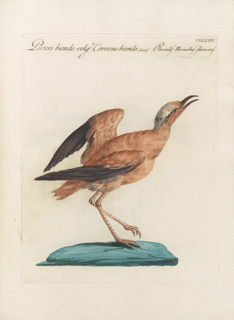 Ornithologia methodice digesta Pl.456 by Saverio Manetti, 1767-1776 — digital art print download