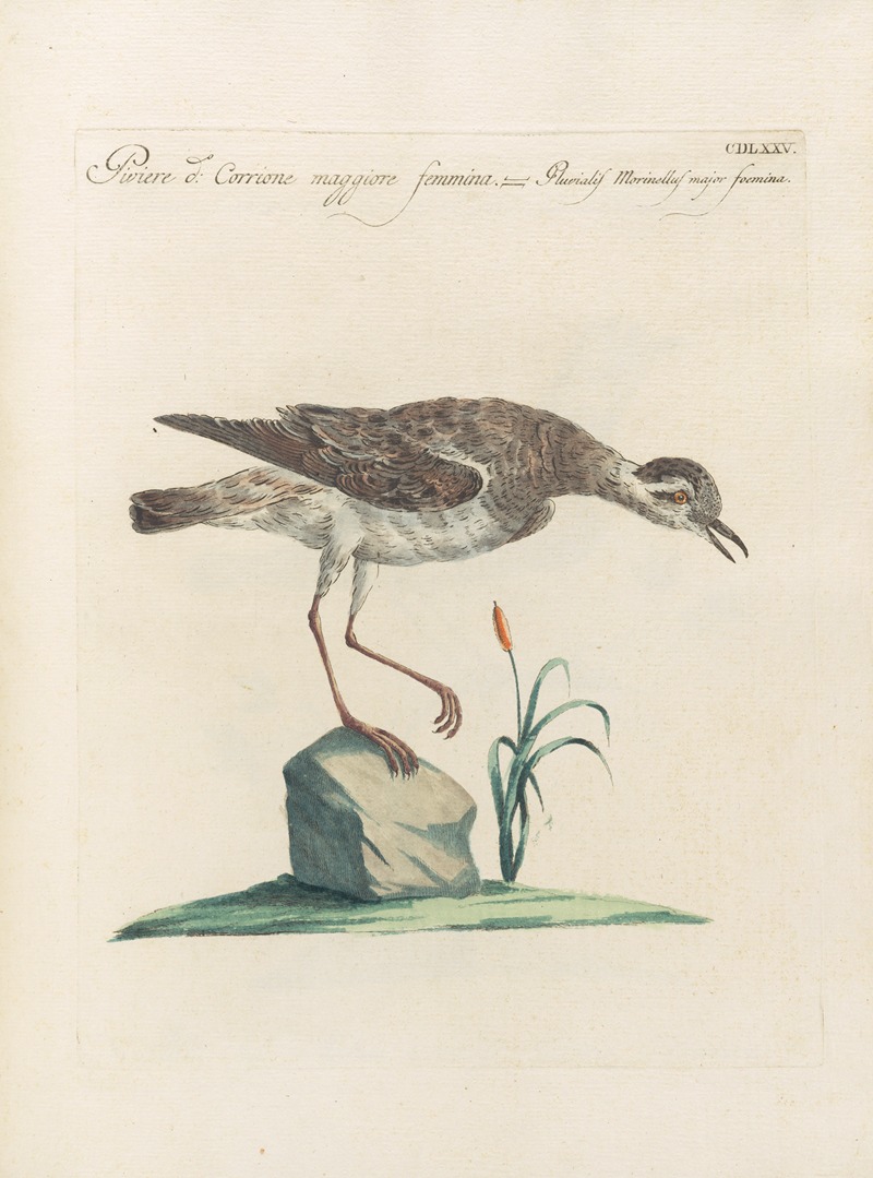 Ornithologia methodice digesta Pl.457 by Saverio Manetti, 1767-1776 — digital art print download