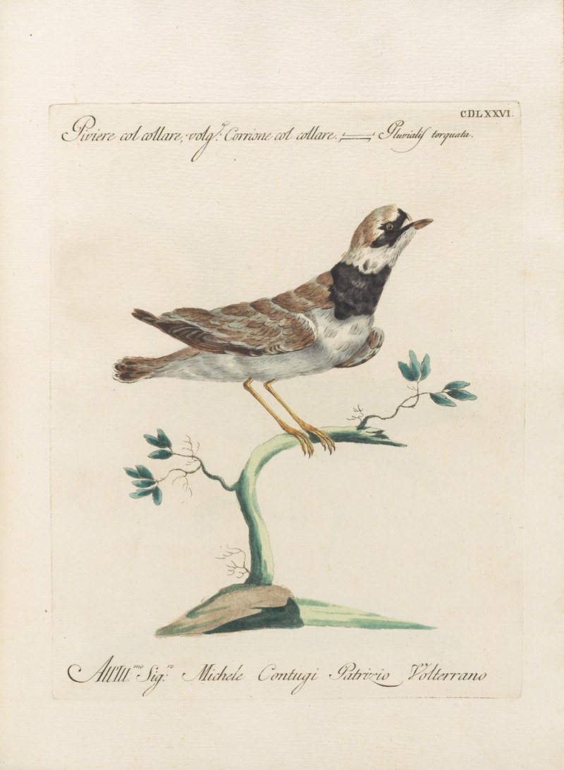 Ornithologia methodice digesta Pl.458 by Saverio Manetti, 1767-1776 — digital art print download