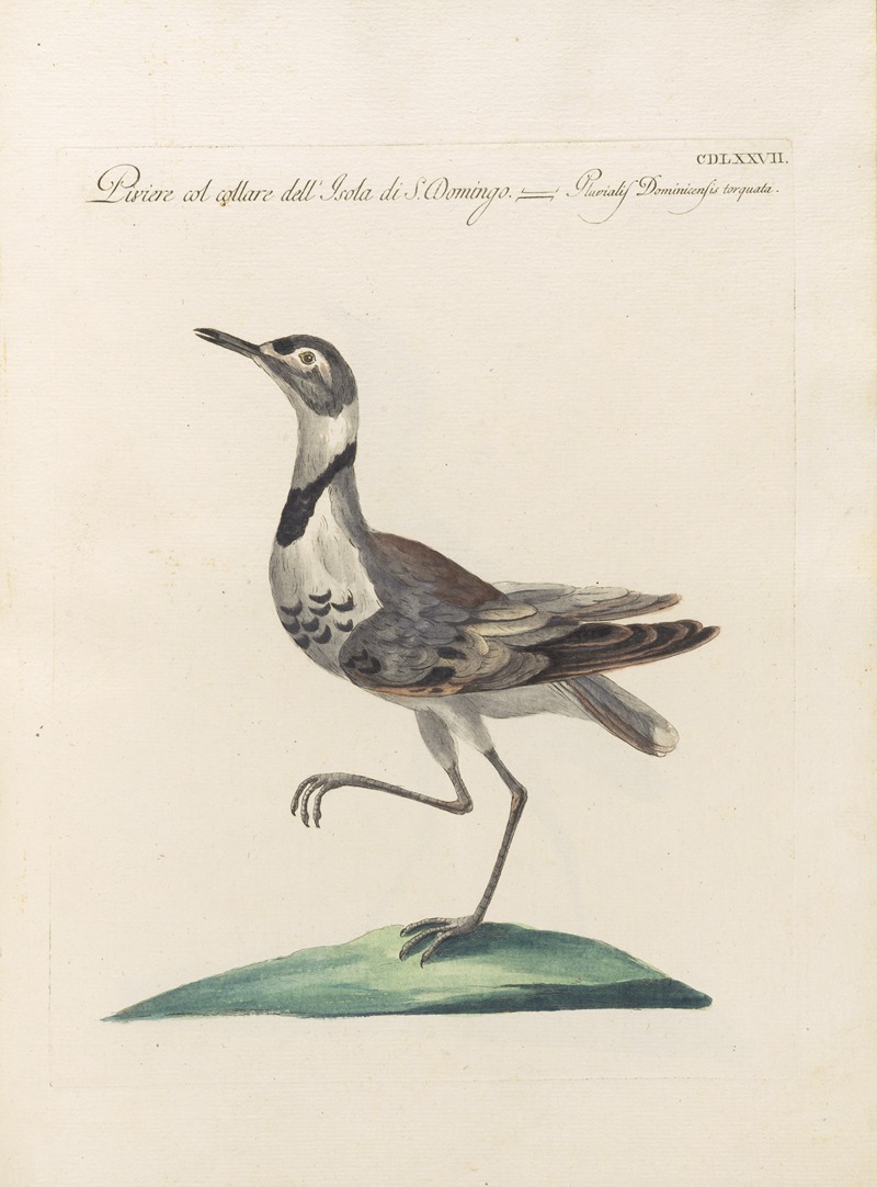 Ornithologia methodice digesta Pl.459 by Saverio Manetti, 1767-1776 — digital art print download