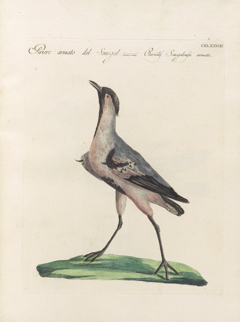 Ornithologia methodice digesta Pl.460 by Saverio Manetti, 1767-1776 — digital art print download