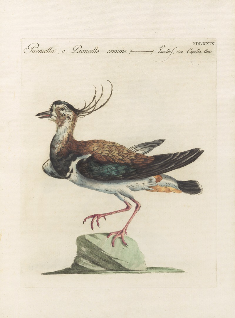 Ornithologia methodice digesta Pl.461 by Saverio Manetti, 1767-1776 — digital art print download