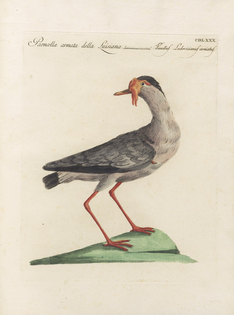 Ornithologia methodice digesta Pl.462 by Saverio Manetti, 1767-1776 — digital art print download