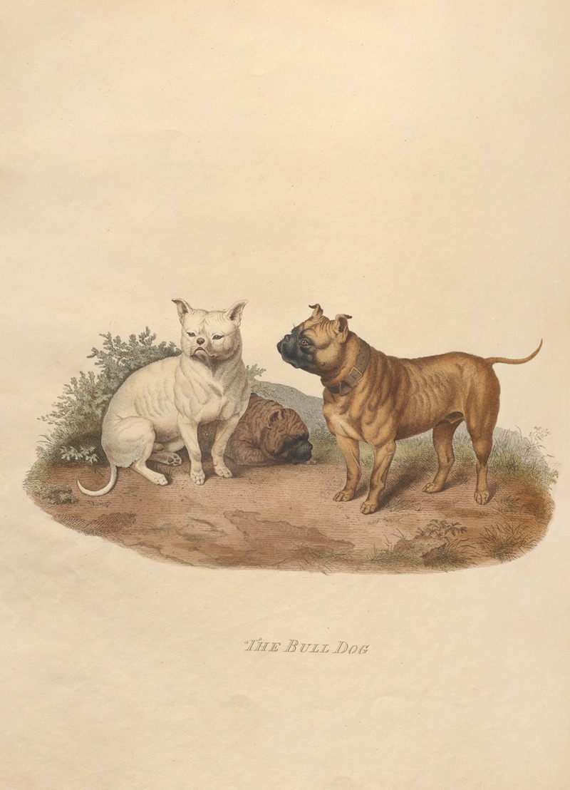 The Bull Dog by Sydenham Edwards, 1800 — digital art print download