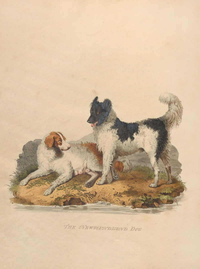 The Newfoundland dog by Sydenham Edwards, 1800 — digital art print download